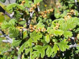 Searsia incisa var. incisa