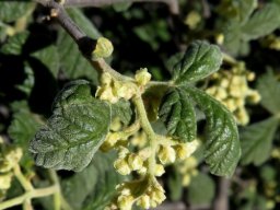 Searsia incisa var. effusa pendulous inflorescence