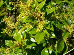 Searsia laevigata var. laevigata forma laevigata flowering
