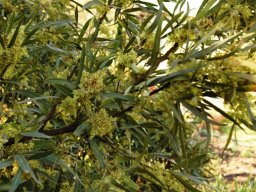Searsia lancea flowering