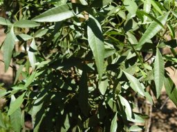 Searsia leptodictya leaves