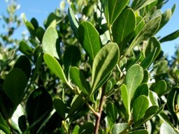 Searsia lucida forma lucida leaves