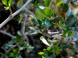 Searsia lucida leaves