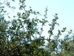 Searsia lucida branch