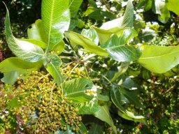 Searsia magalismontana subsp. coddii 