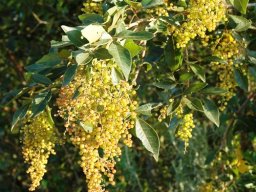 Searsia pyroides