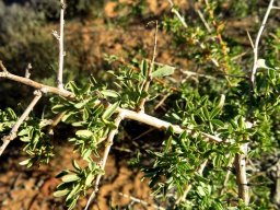 Searsia pyroides var. pyroides spiny branchlets