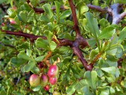 Searsia undulata