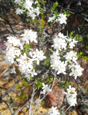 Selago glabrata