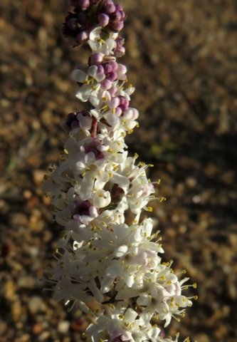 Selago divaricata white flowers, mauve buds