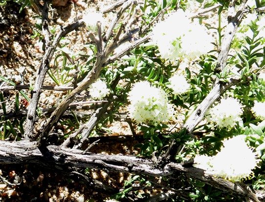 Selago divaricata old stems