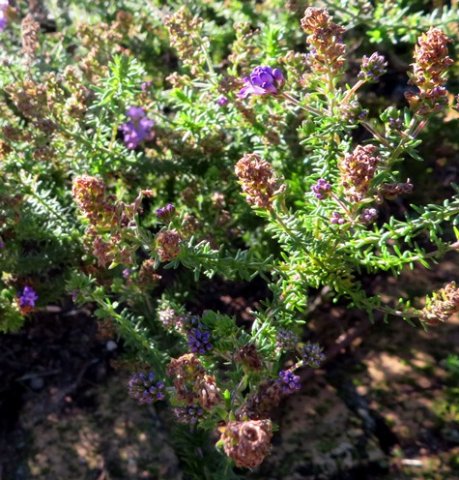 Selago villicaulis