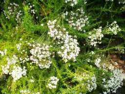 Selago corymbosa
