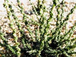 Selago divaricata young stems