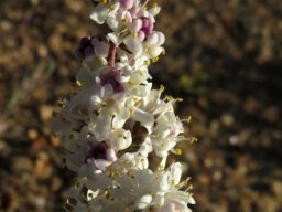 Selago divaricata white flowers, mauve buds