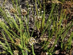 Selago dolosa leaves