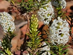 Selago glutinosa