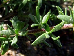 Selago divaricata leaves