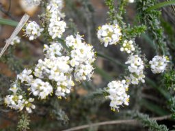 Selago myriophylla