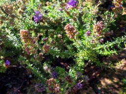 Selago villicaulis