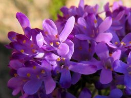 Selago villicaulis flowers