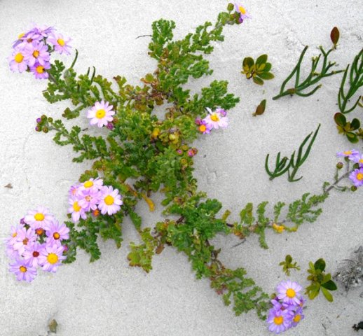 Senecio arenarius, the hongerblom
