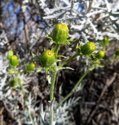 Senecio cinerascens buds