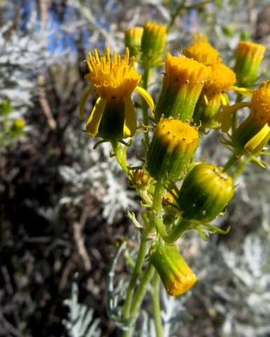Senecio cinerascens brown bract tips