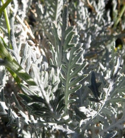 Senecio cinerascens leaves