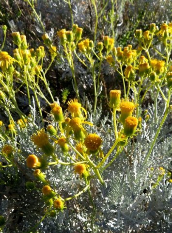 Senecio