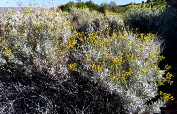 Senecio cinerascens spreading shrubs