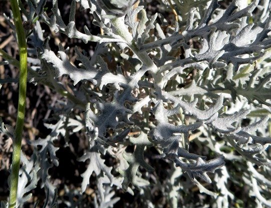 Senecio cinerascens green peduncle, grey leaves