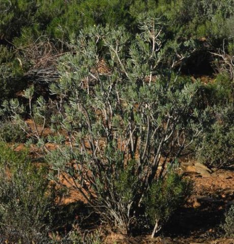 Senecio cotyledonis