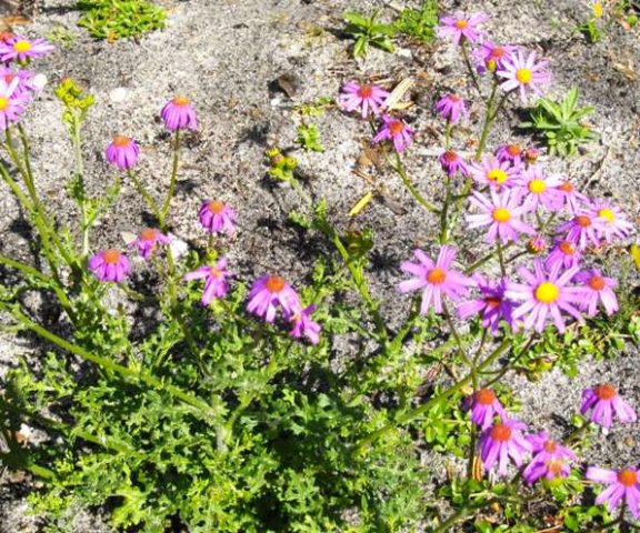 Senecio elegans