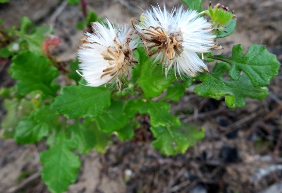 Senecio elegans fruit pappus bristles