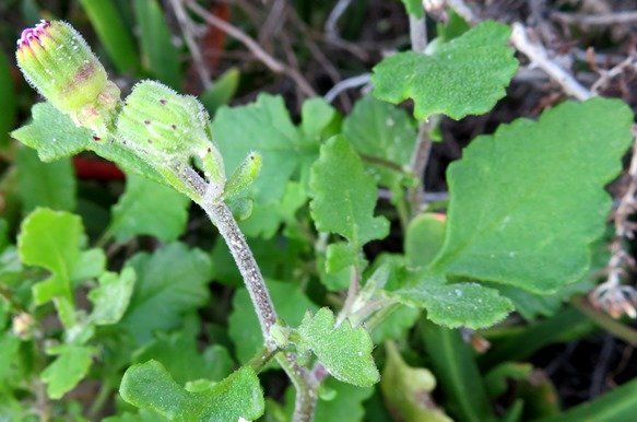 Senecio elegans buds