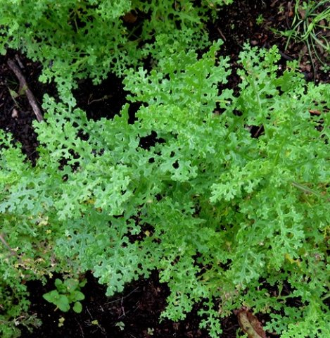 Senecio elegans leaves