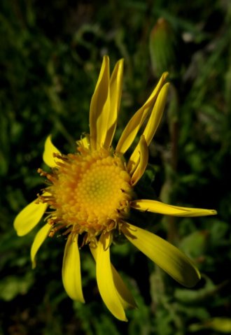 Senecio erosus flowerhead
