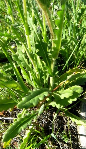 Senecio erosus stem base