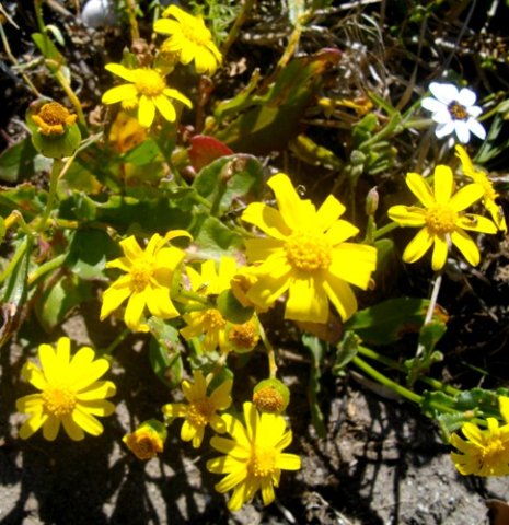 Senecio littoreus var. littoreus, the yellow hongerblom 