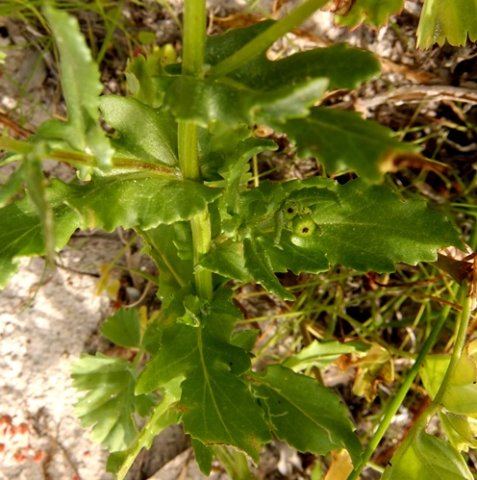 Senecio maritimus leaves