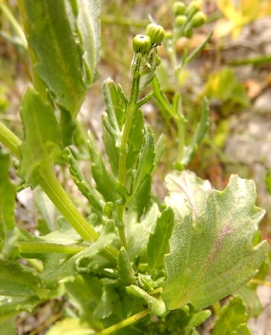 Senecio maritimus lower leaf surface