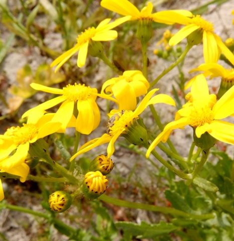 Senecio maritimus flowerheads