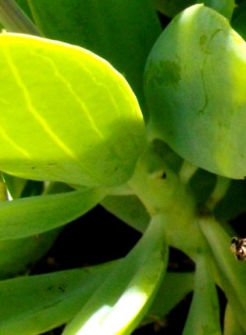 Senecio muirii stem