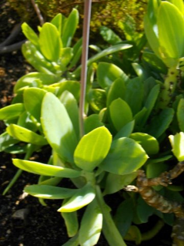 Senecio muirii leaves