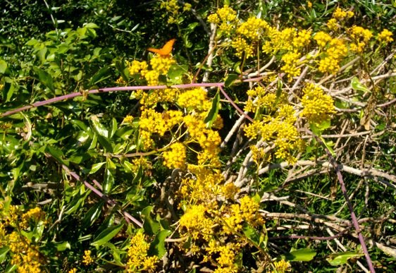 Senecio pleistocephalus and butterfly