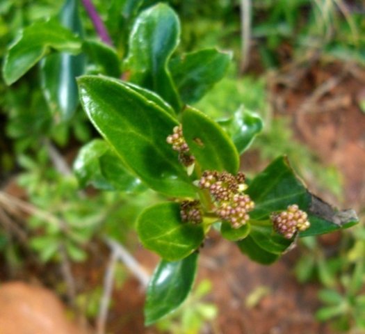 Senecio pleistocephalus fruiting