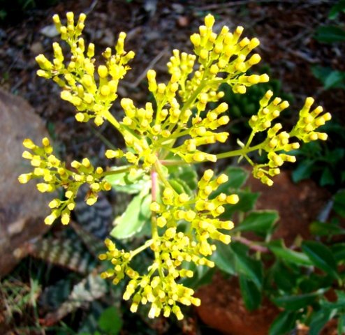Senecio pleistocephalus ready for full bloom