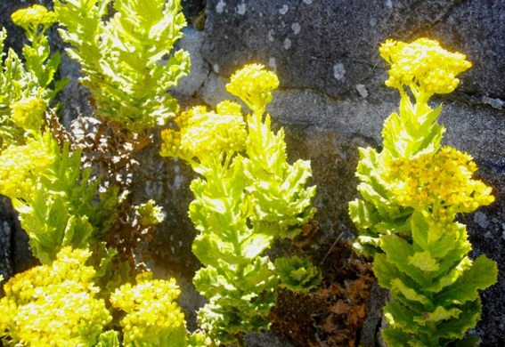 Senecio rigidus