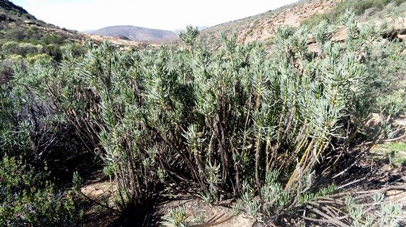 Senecio sarcoides in a dense stand